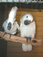 Breeding Pair of Cockatoos
