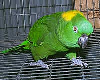 Yellow Naped Amazon