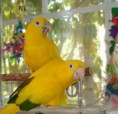 Golden Sun Conure
