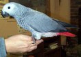 African Grey Parrot